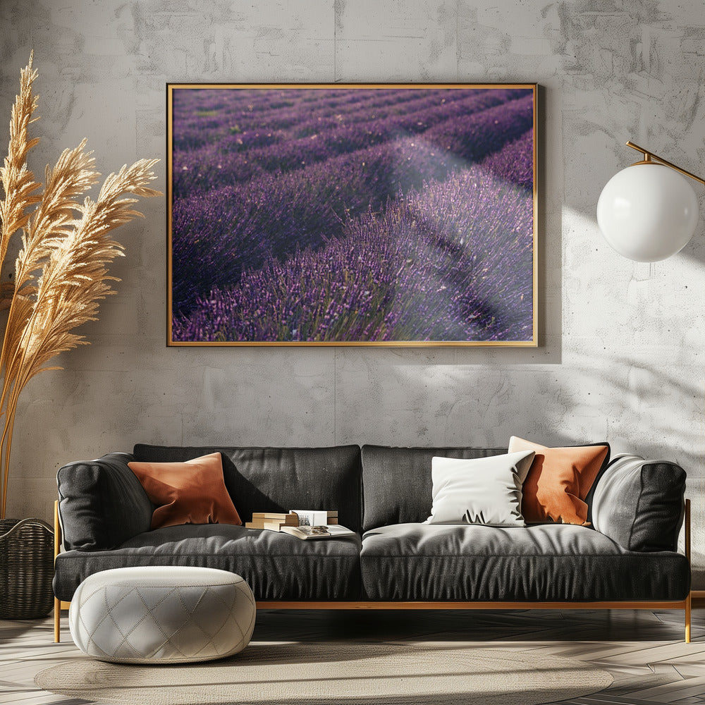 Provence Lavendel | Canvas