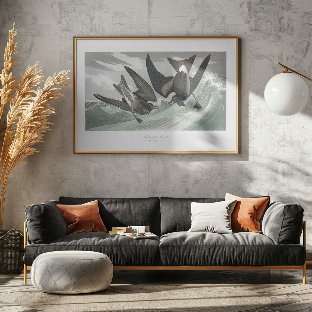 Vorkstaartstormvogel uit Birds of America (1827) | Poster