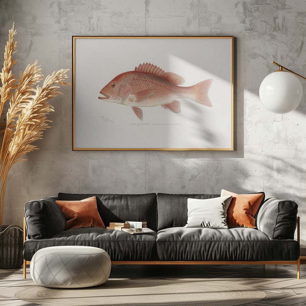 Rode Snapper | Canvas