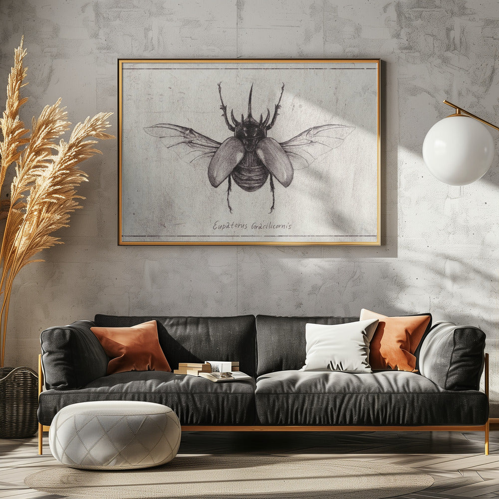 Pencil Drawing Of A Eupatorus Gracilicornis Beetle | Poster