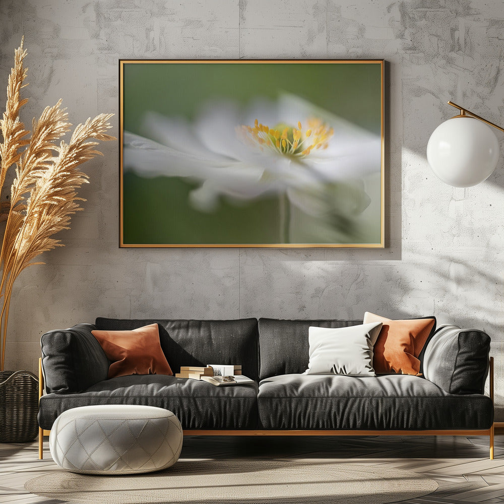 Witte anemoon | Canvas