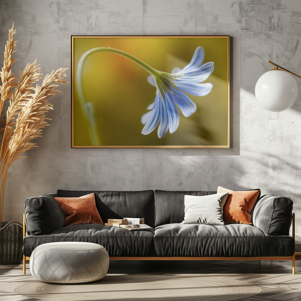 Kaapse Madelief | Canvas