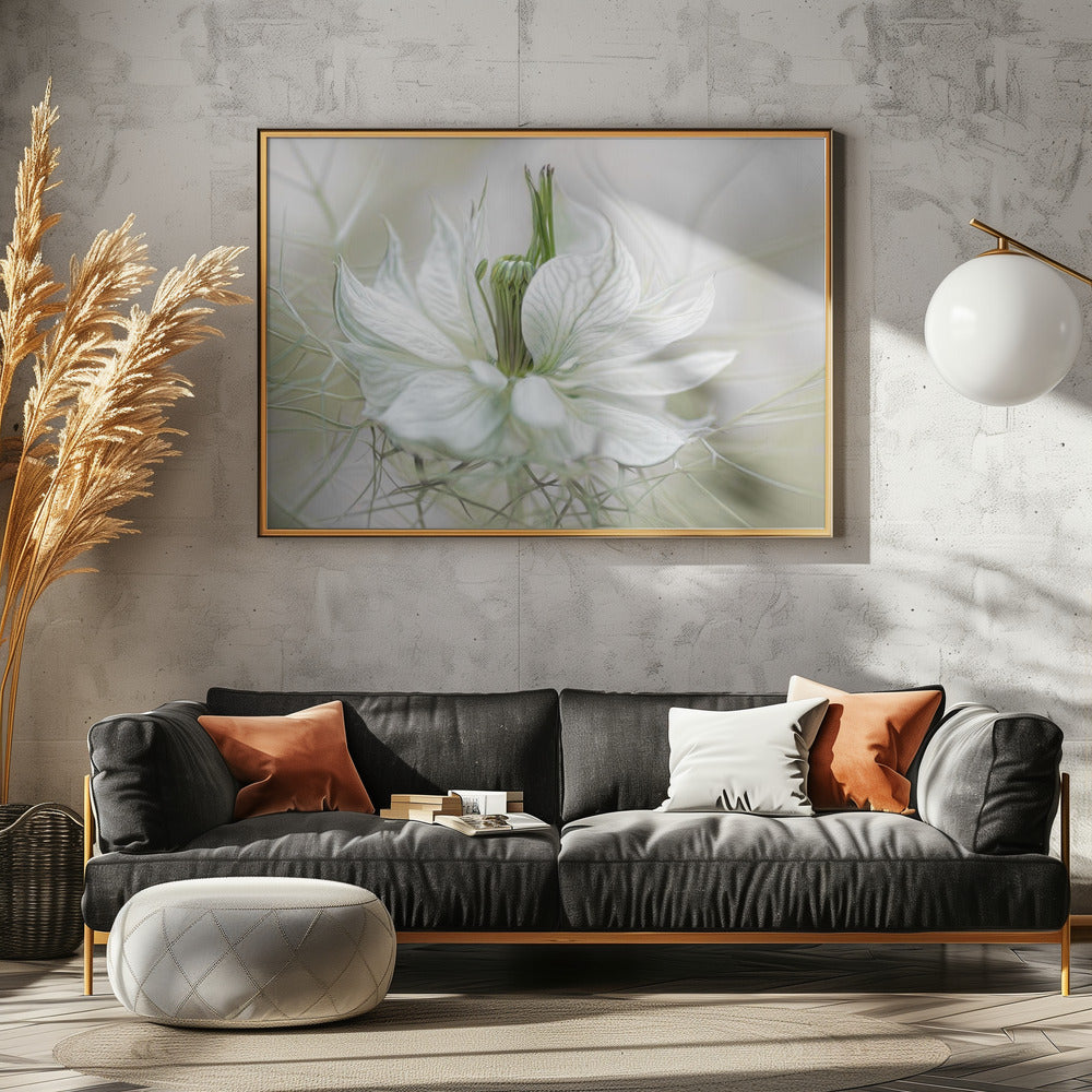 Nigella | Poster