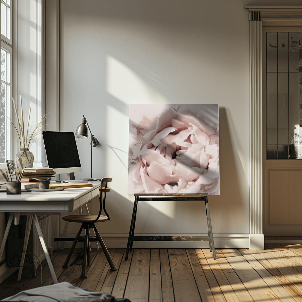 Delicate pioenroos | Canvas