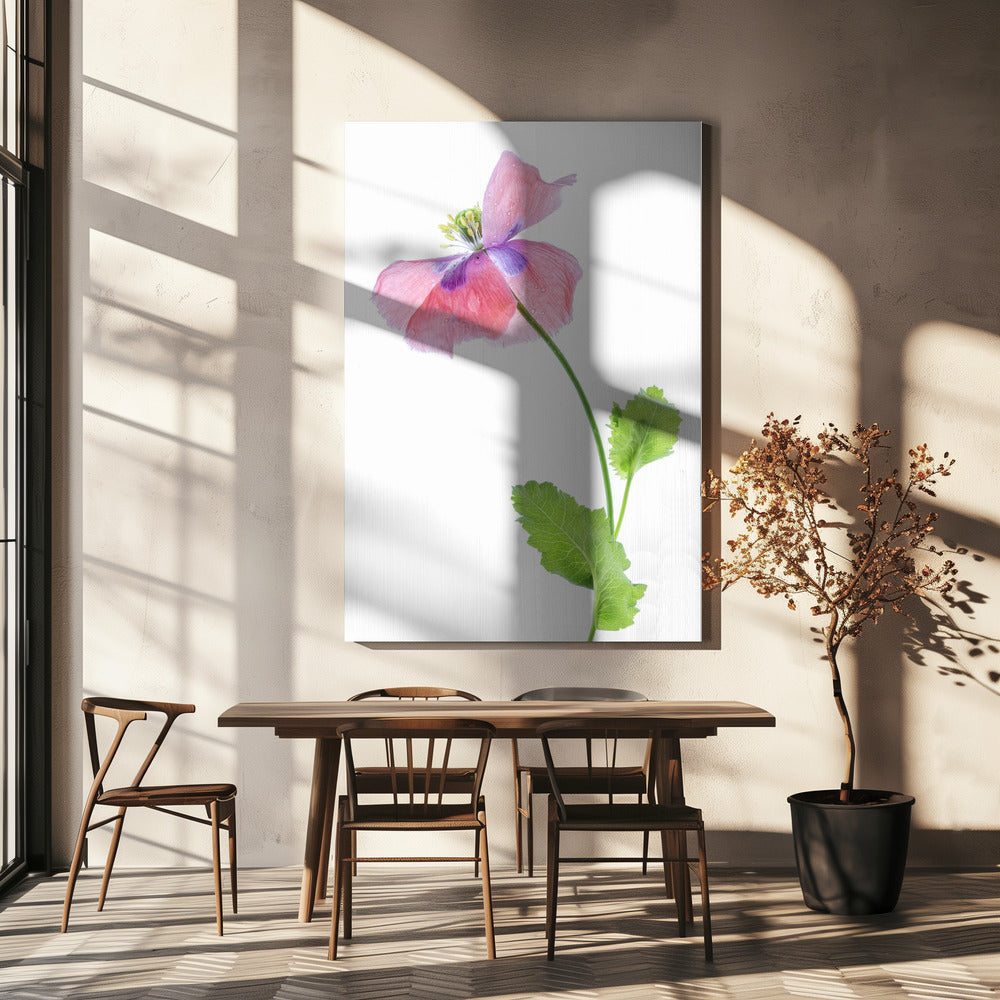 Klaproos | Canvas