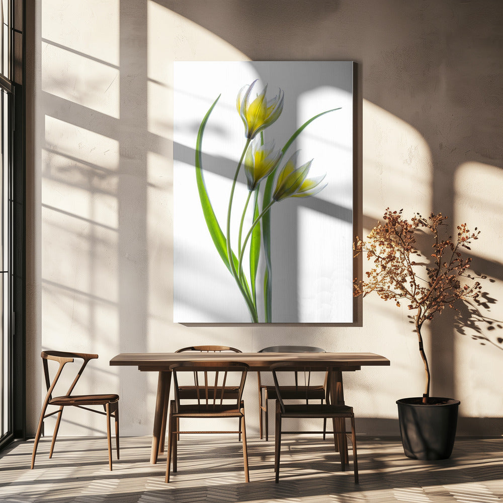~~Tulipa~~ | Canvas