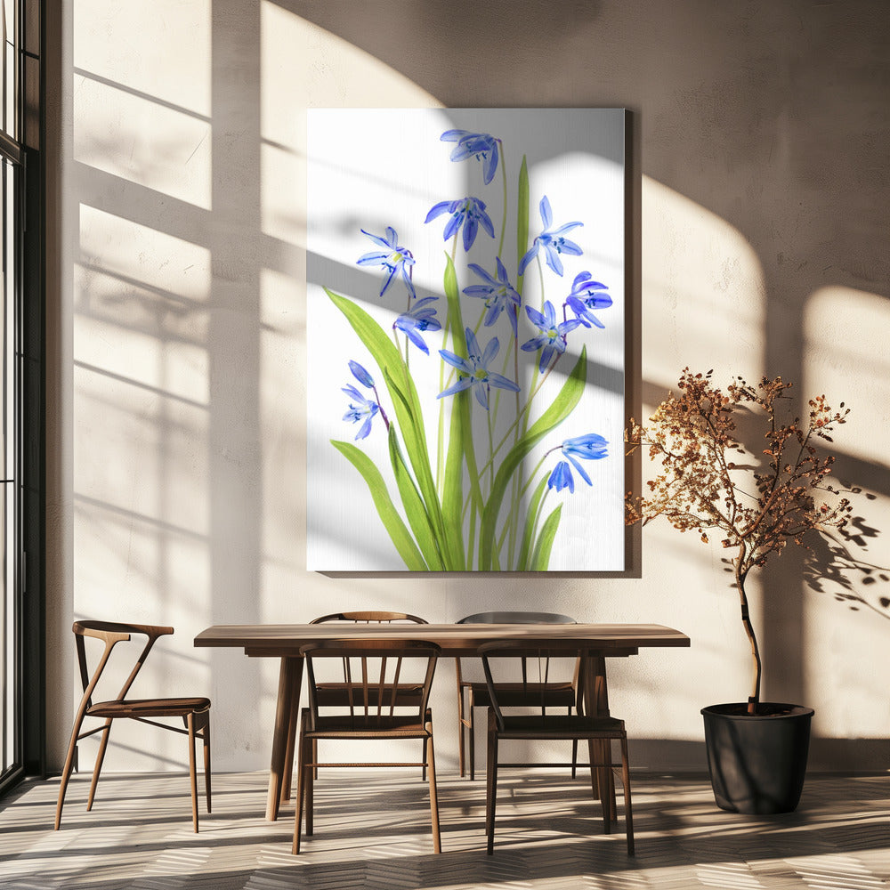 Scilla | Canvas