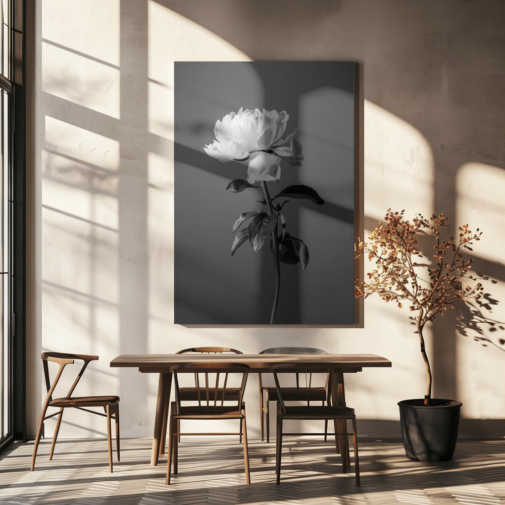 Pioenroos Zwart-wit | Canvas