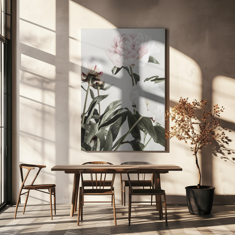 Pioenroos 04 | Canvas