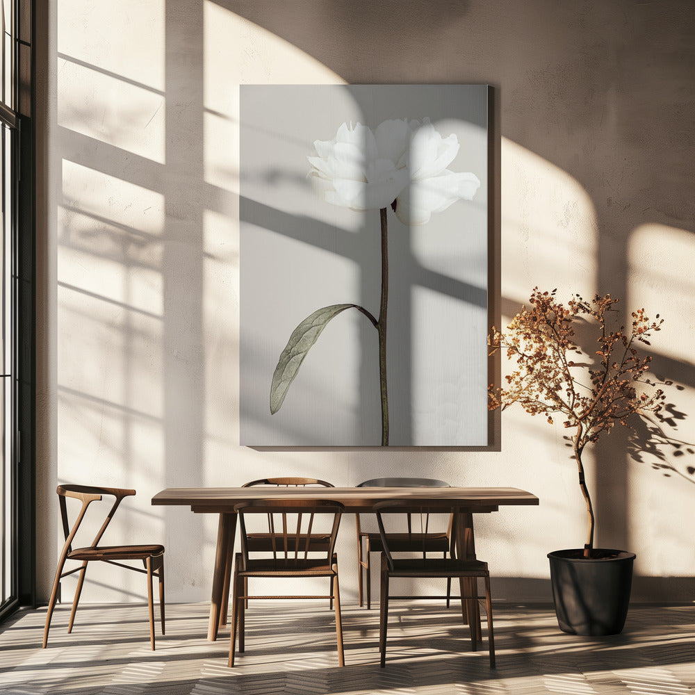 Pioenroos 07 | Canvas