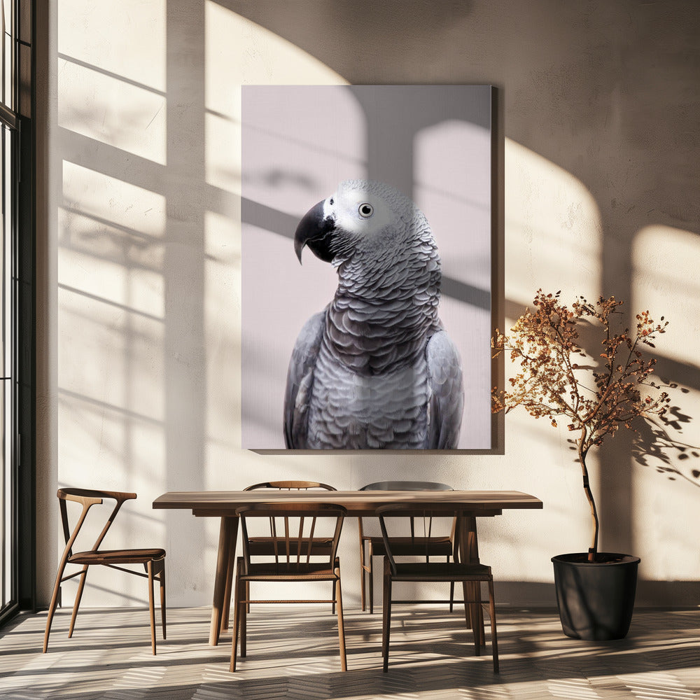 Afrikaanse Grijze | Canvas