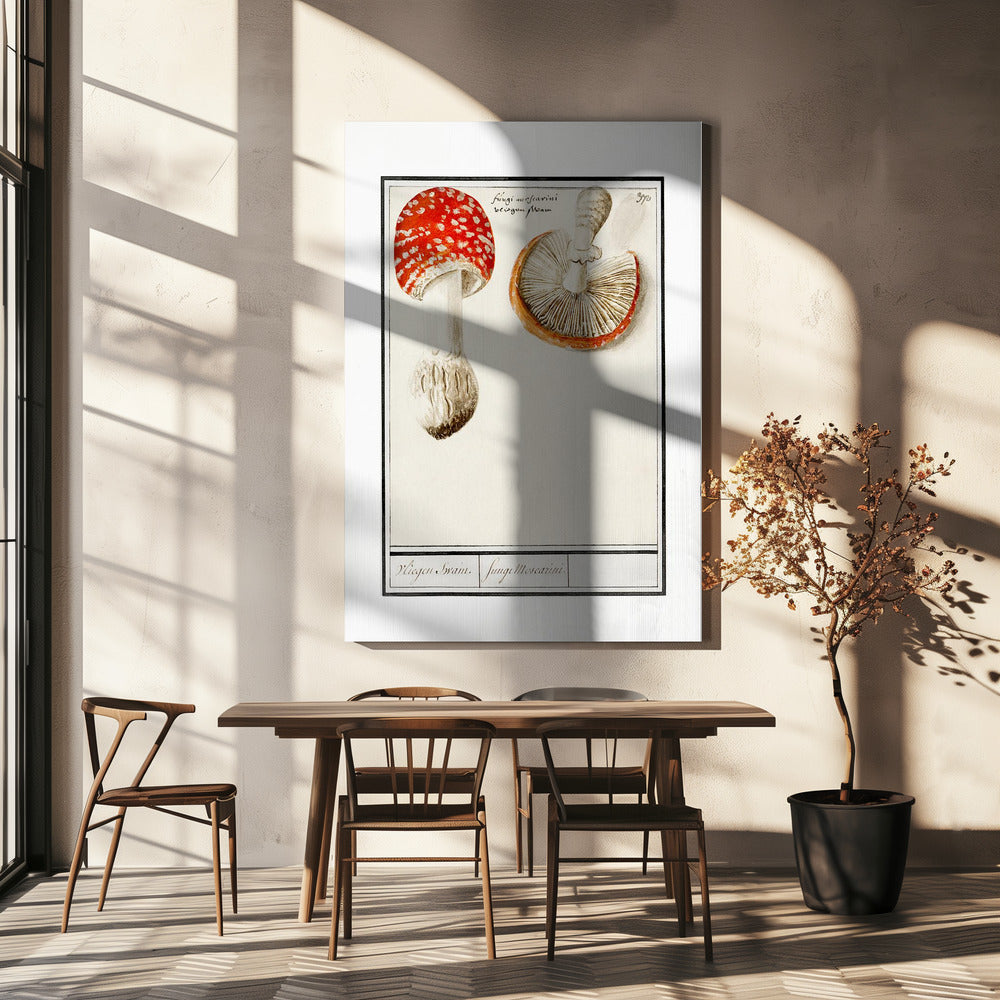 Vliegenzwam, Amanita Muscaria | Canvas