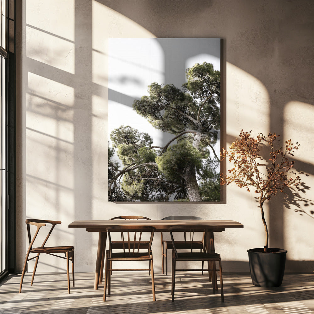 Torenhoge dennen | Canvas