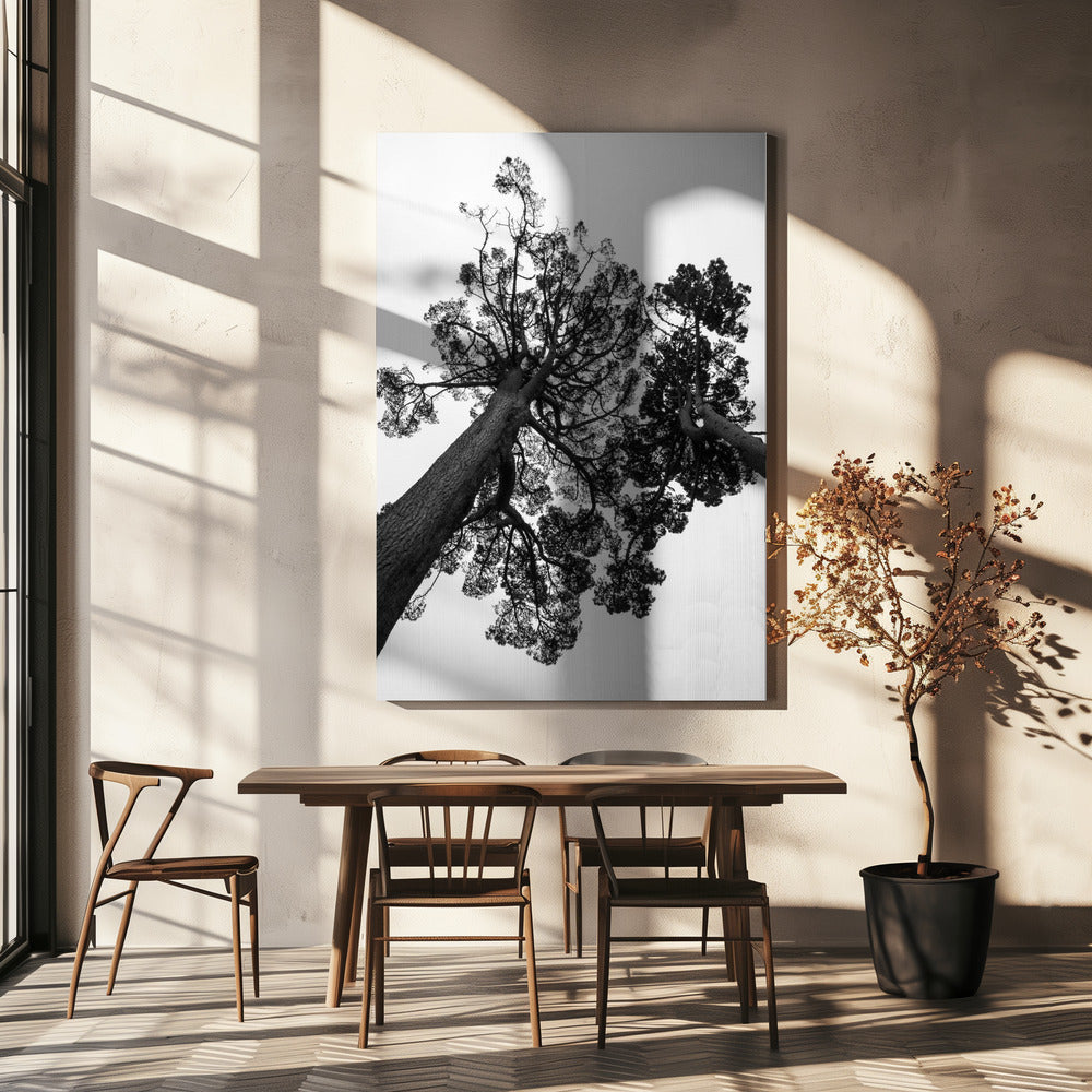 Torenhoge dennen | Canvas