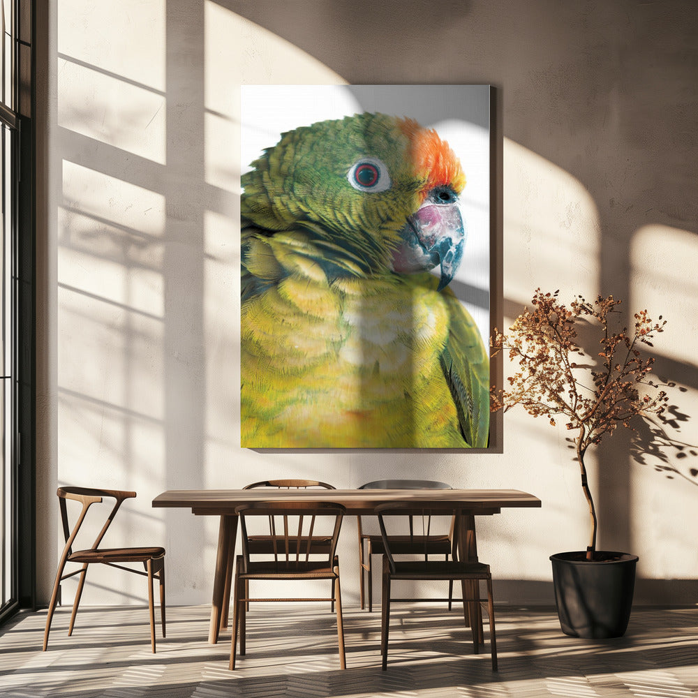 Levendige papegaaienblik | Canvas