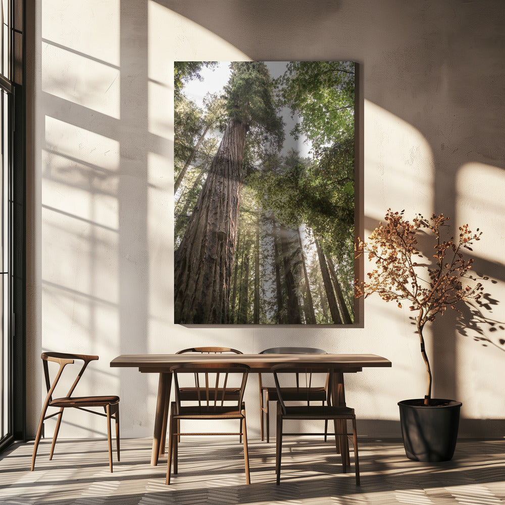 Torenhoge sequoia's | Canvas