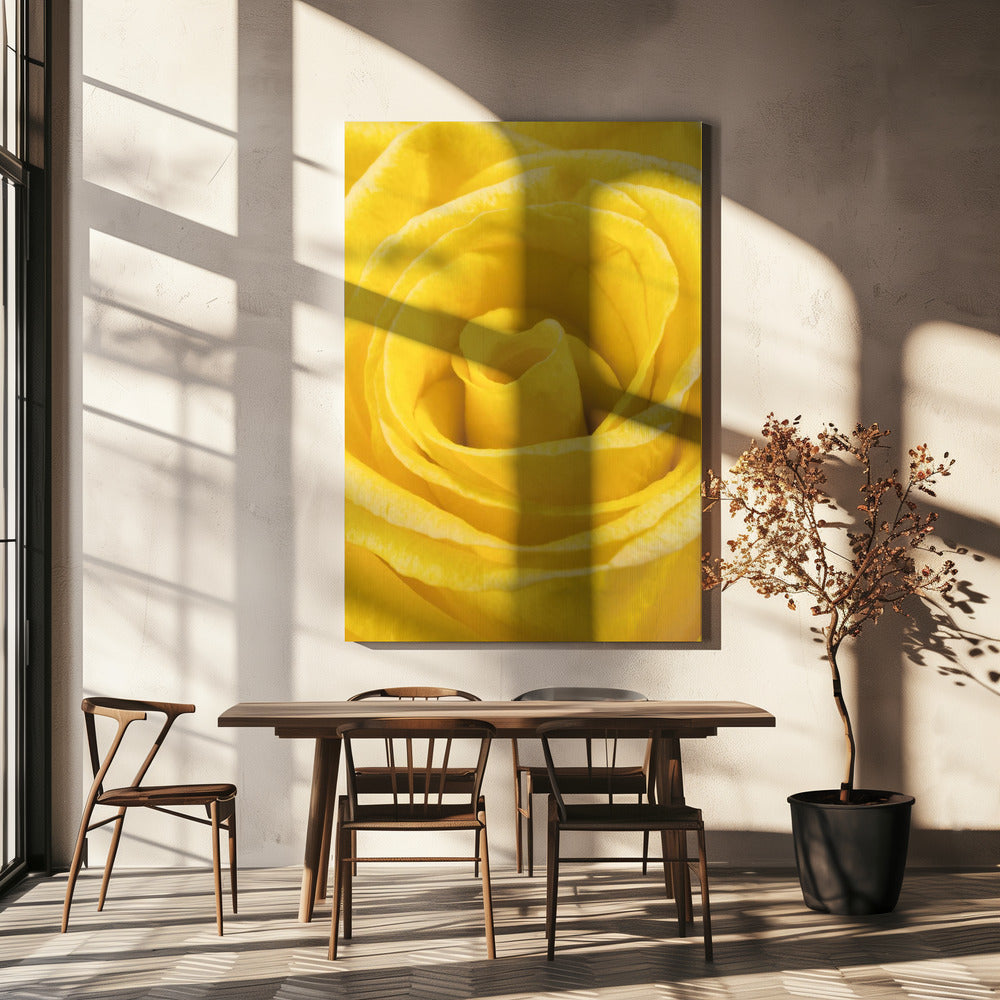 gele roos | Canvas