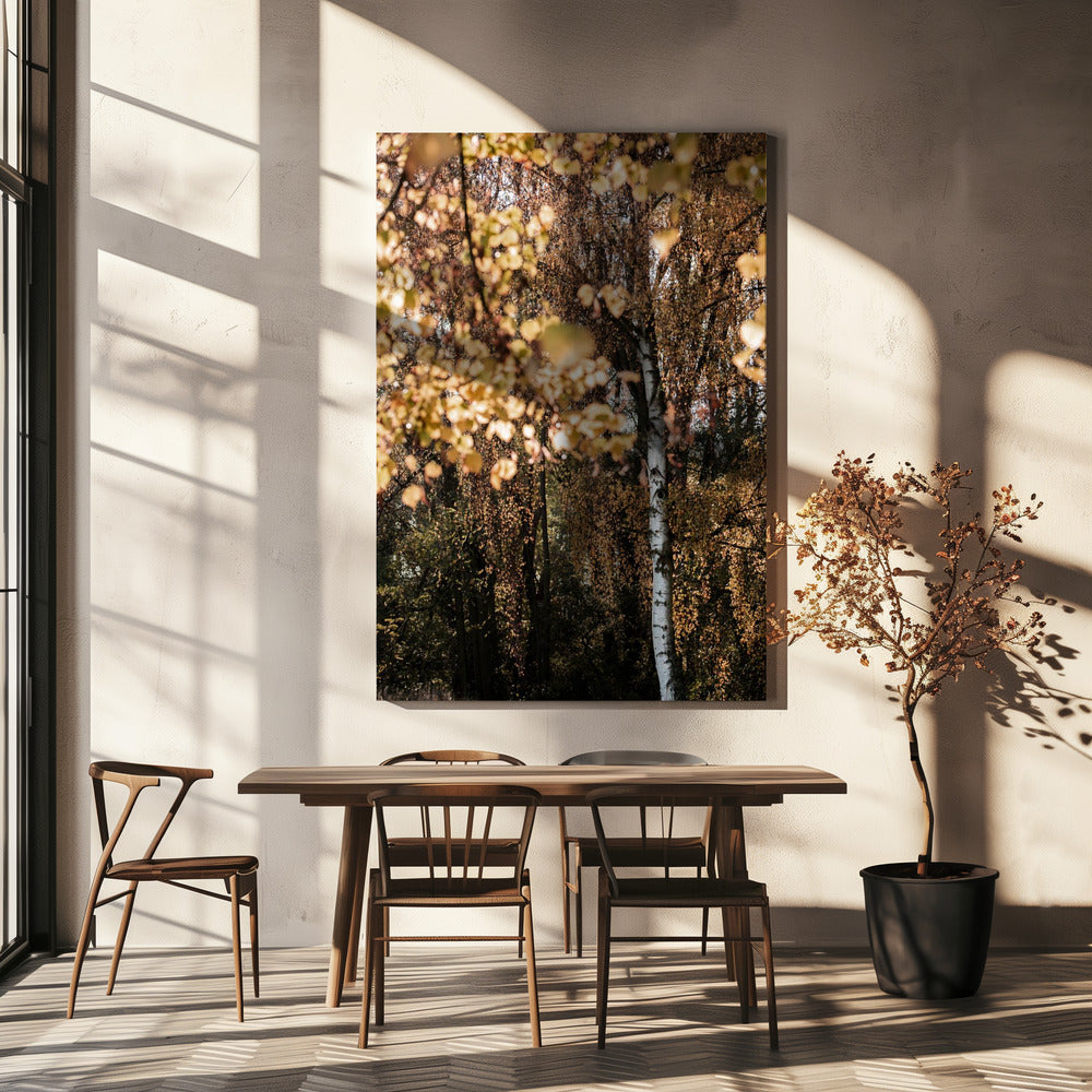 Autumn Birch Tree | Canvas