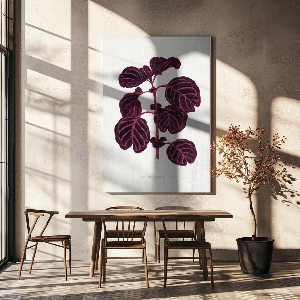 Roze Achyranthes Verschaffeltii bladillustratio | Canvas