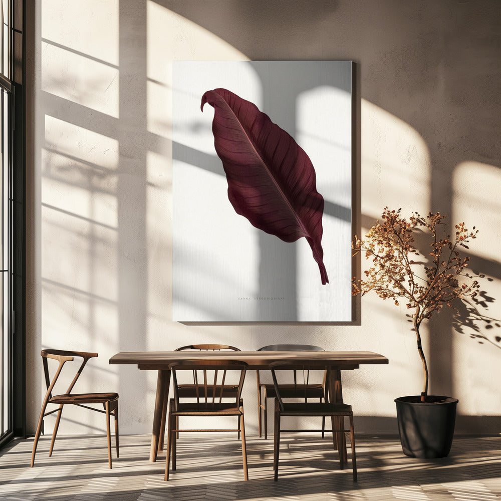 Roze Canna Atronigricans bladillustratie | Canvas