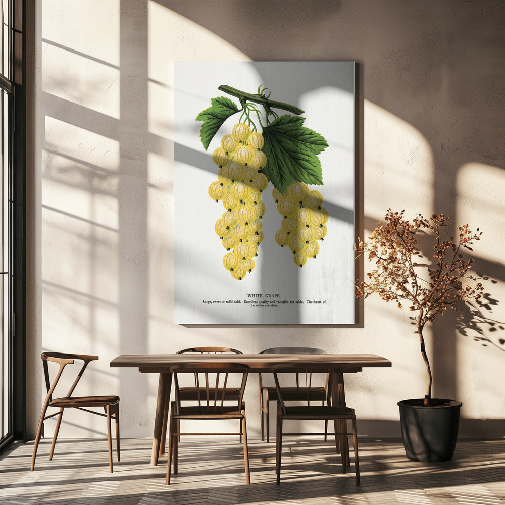 Witte druivenlitho | Canvas