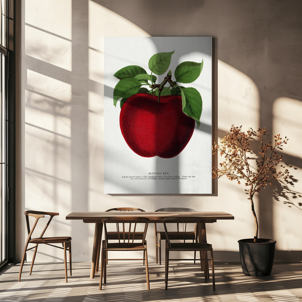 Mcintosh Red Apple Lithografie | Canvas