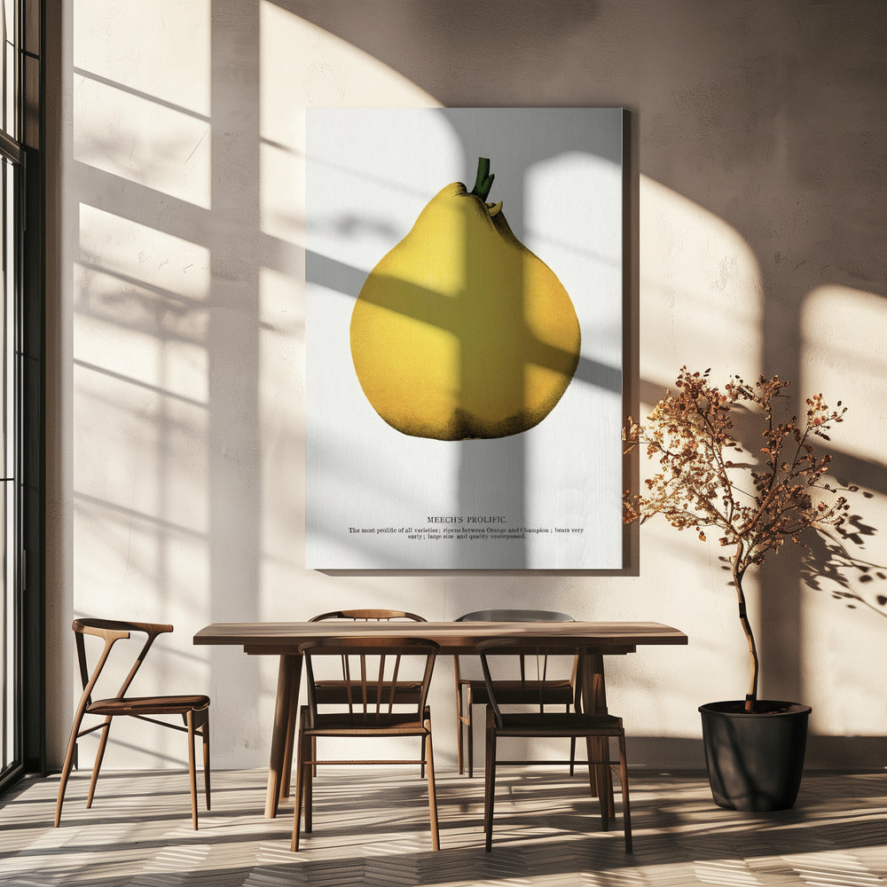 Meech's Prolific Pear Lithografie | Canvas