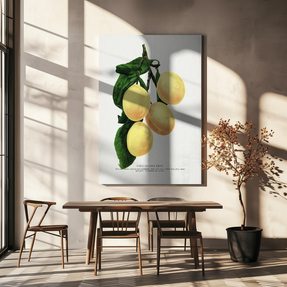Coe's Golden Drop Plum Lithografie | Canvas