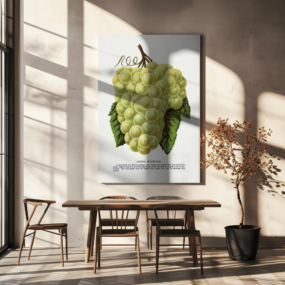 Groene bergdruiflithografie | Canvas