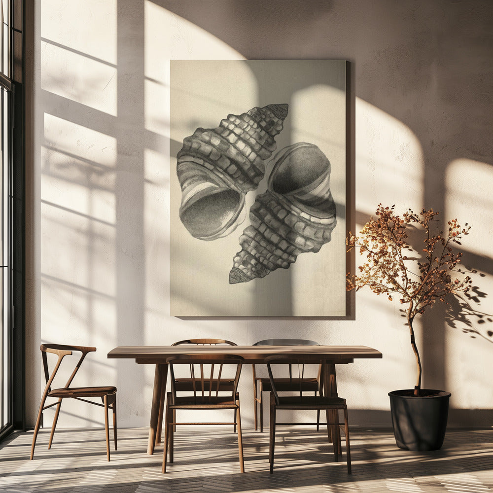 Schelpen | Canvas