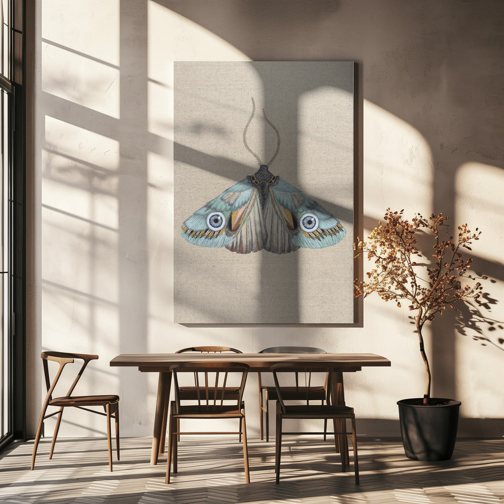 Moth | Canvas