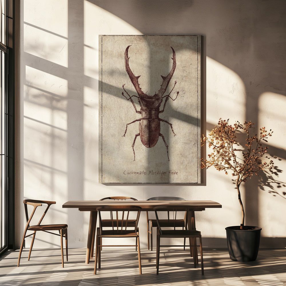 Antieke Kever Illustratie | Canvas