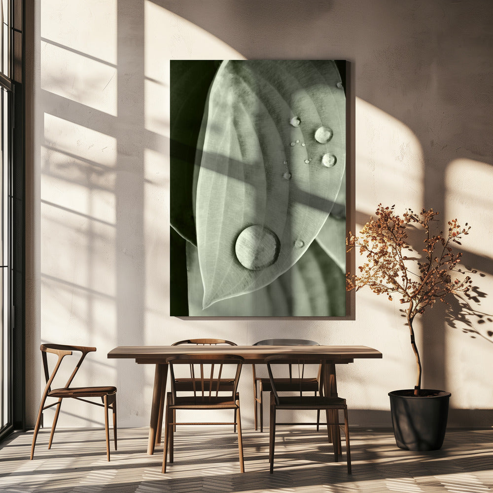 Dauw op blad elegantie | Canvas