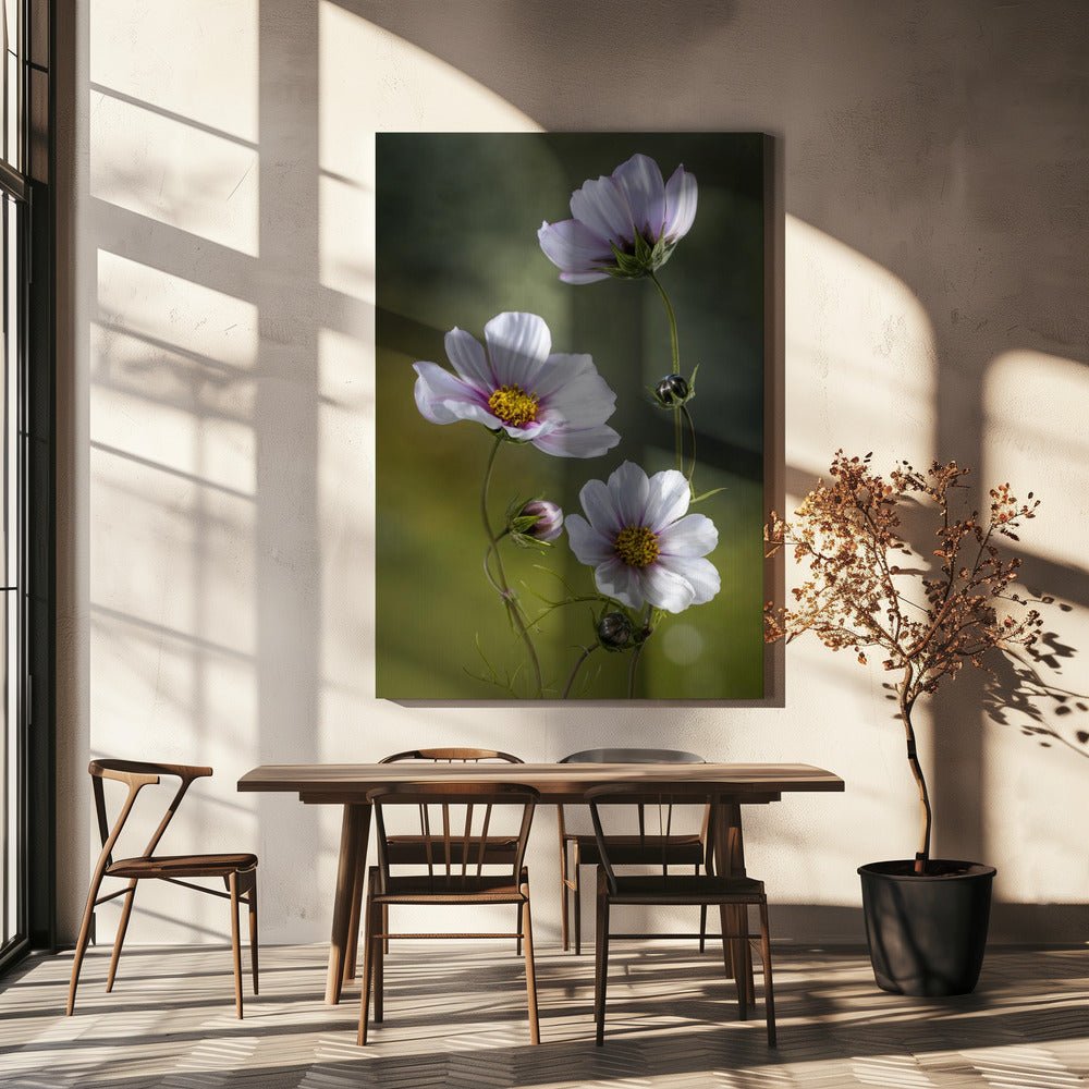 *Kosmos | Canvas