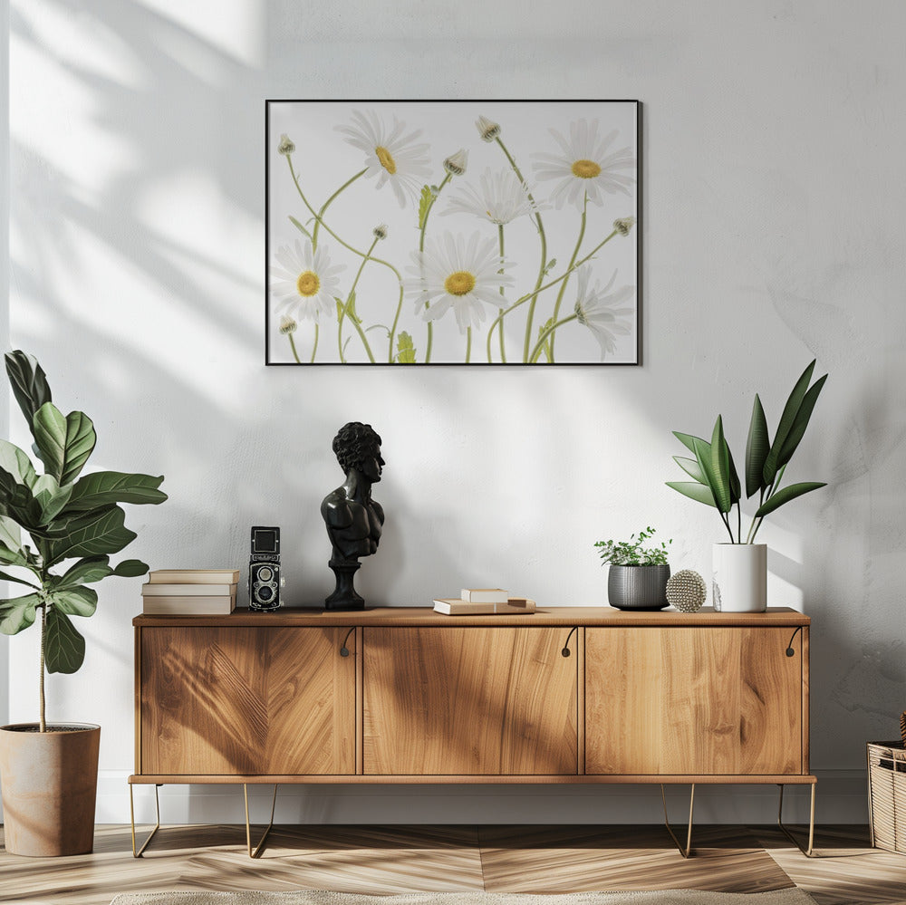 Ossenoogmadeliefjes | Poster