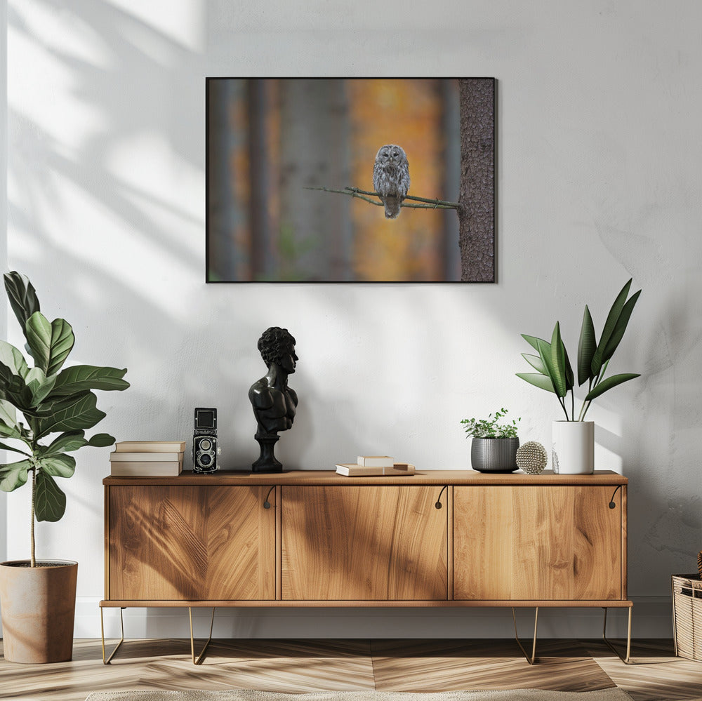 Tawny Owl | Poster