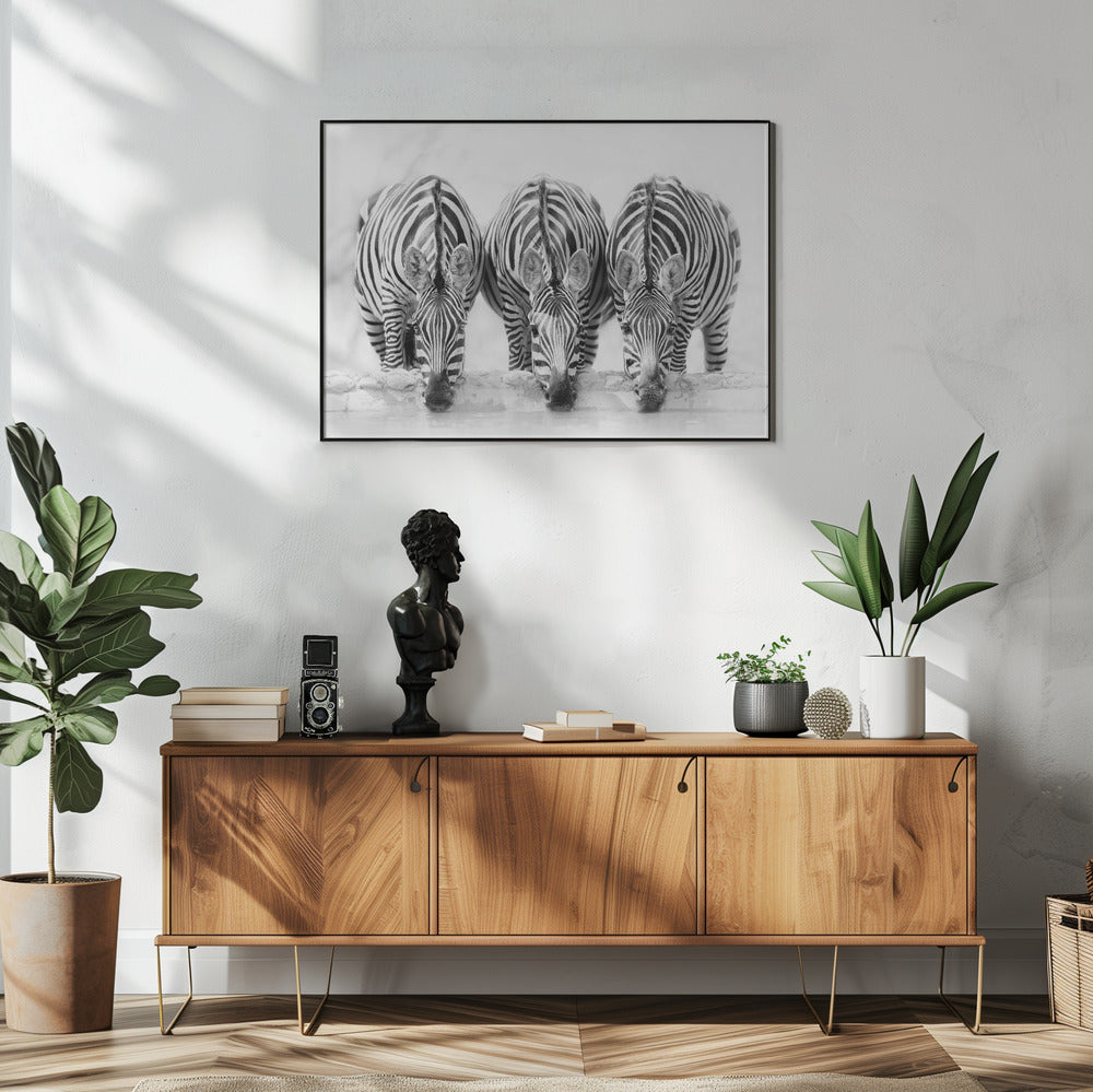 Zebra's | Poster