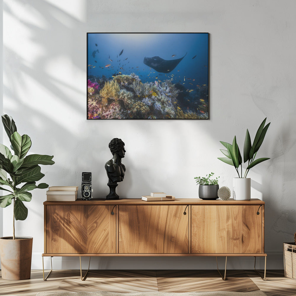 Manta-rif op het rif | Poster