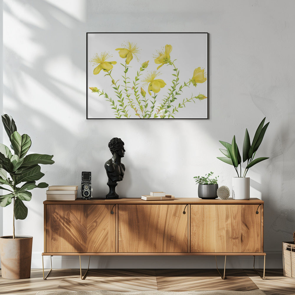 Hypericum | Poster