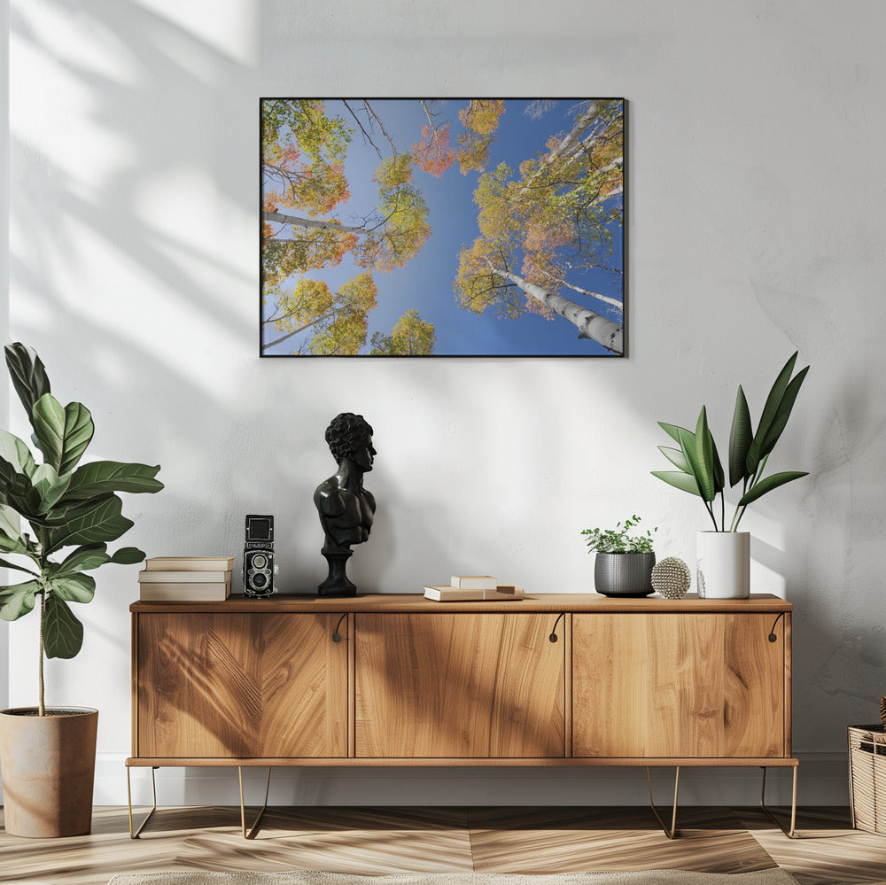 Herfstberken | Poster