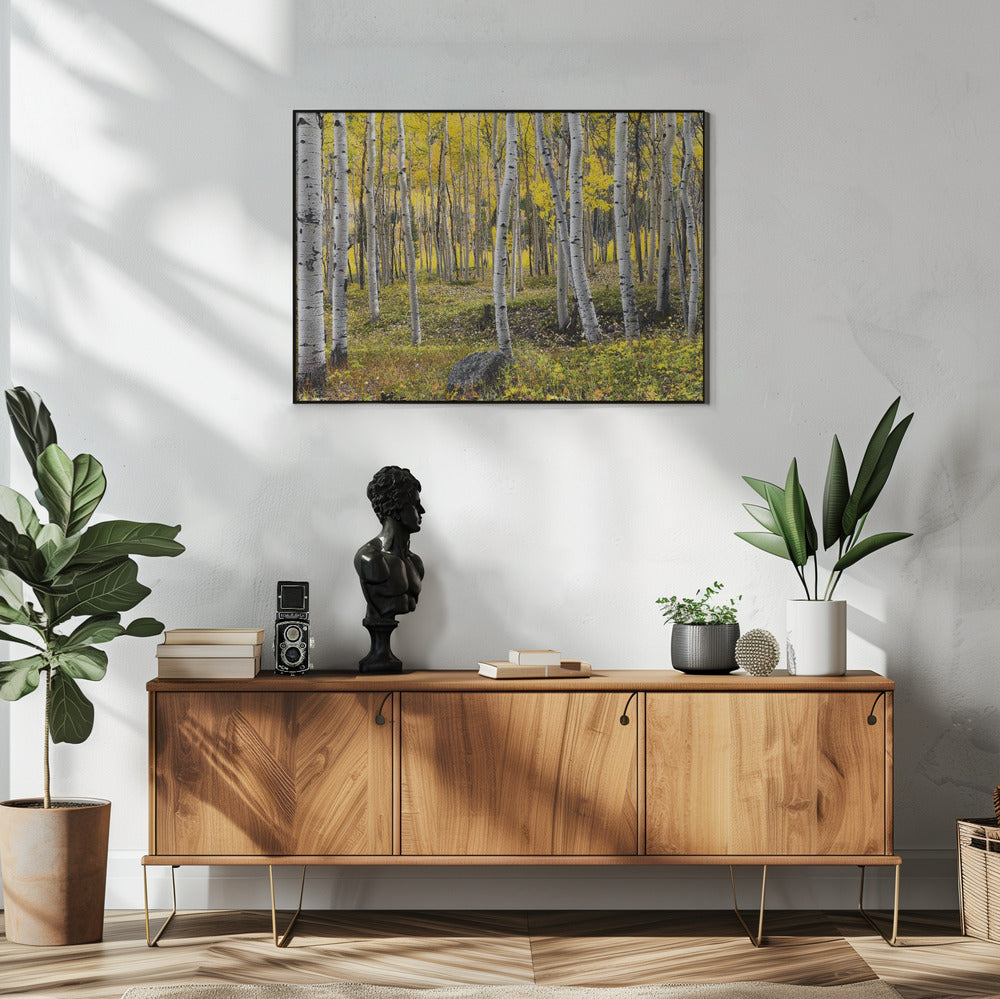 Autumn Birchs | Poster