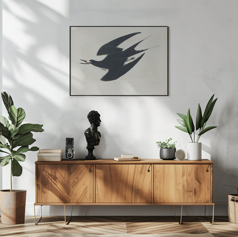 Bonte stern uit Birds of America (1827) | Poster