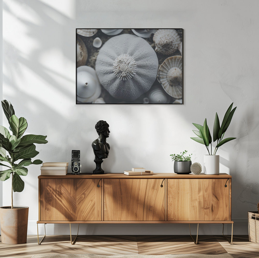 Schelpensymfonie | Poster