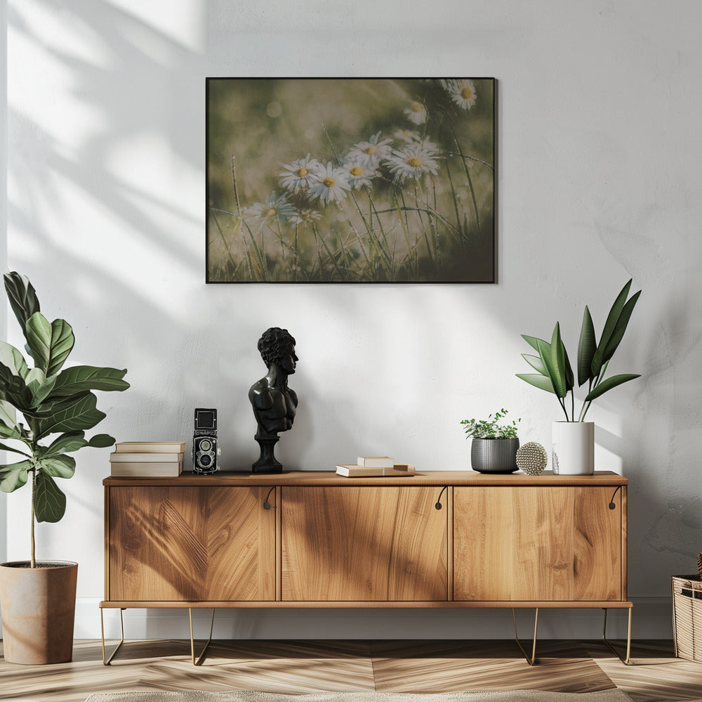 daisies in early morning | Poster