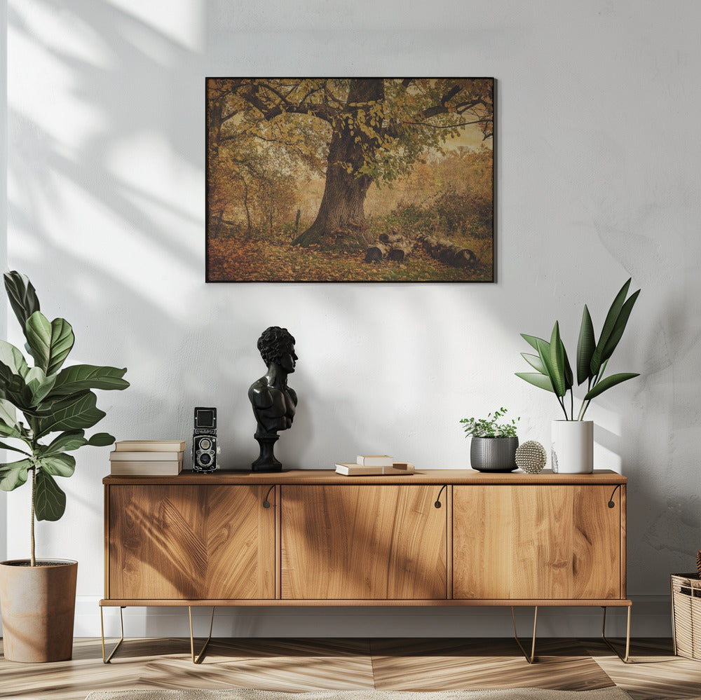 Oude boom | Poster
