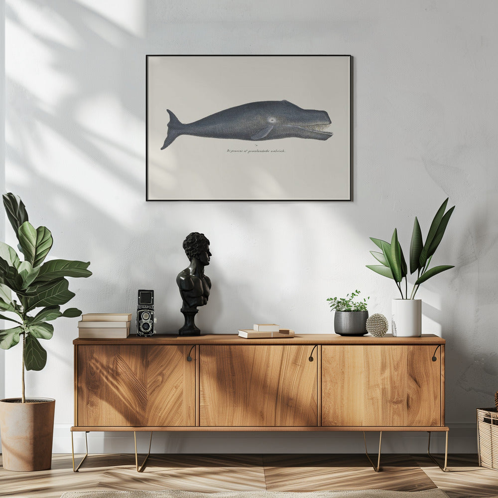 Walvis I Antieke handgekleurde zeelevenlithografie 1824 | Poster