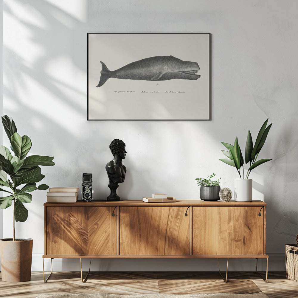 Walvis II antieke handgekleurde zeedierenlitho 1824 | Poster