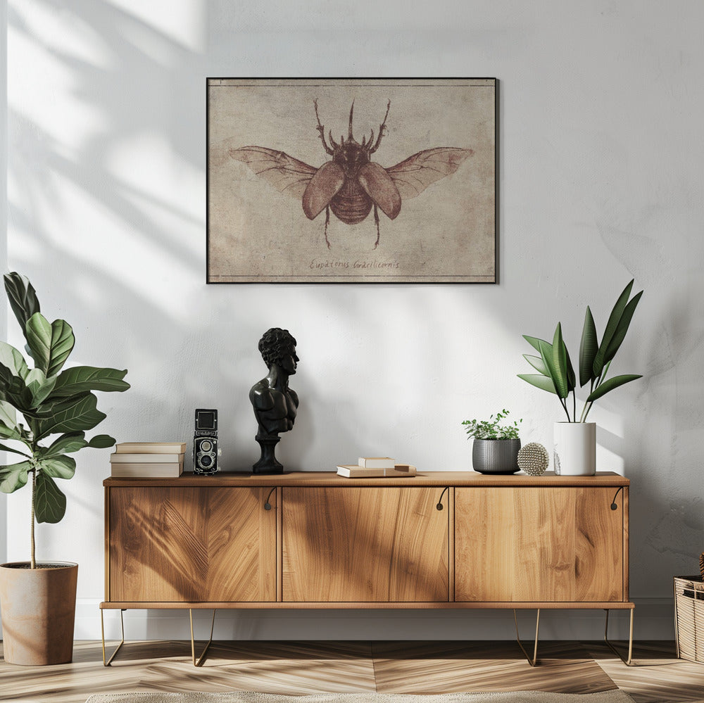 Eupatorus Gracilicornis Copy | Poster