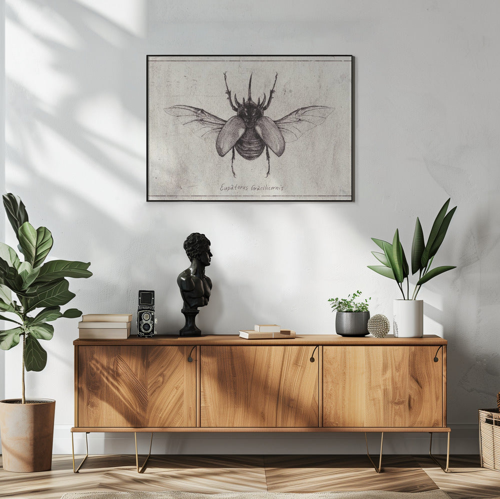 Pencil Drawing Of A Eupatorus Gracilicornis Beetle | Poster