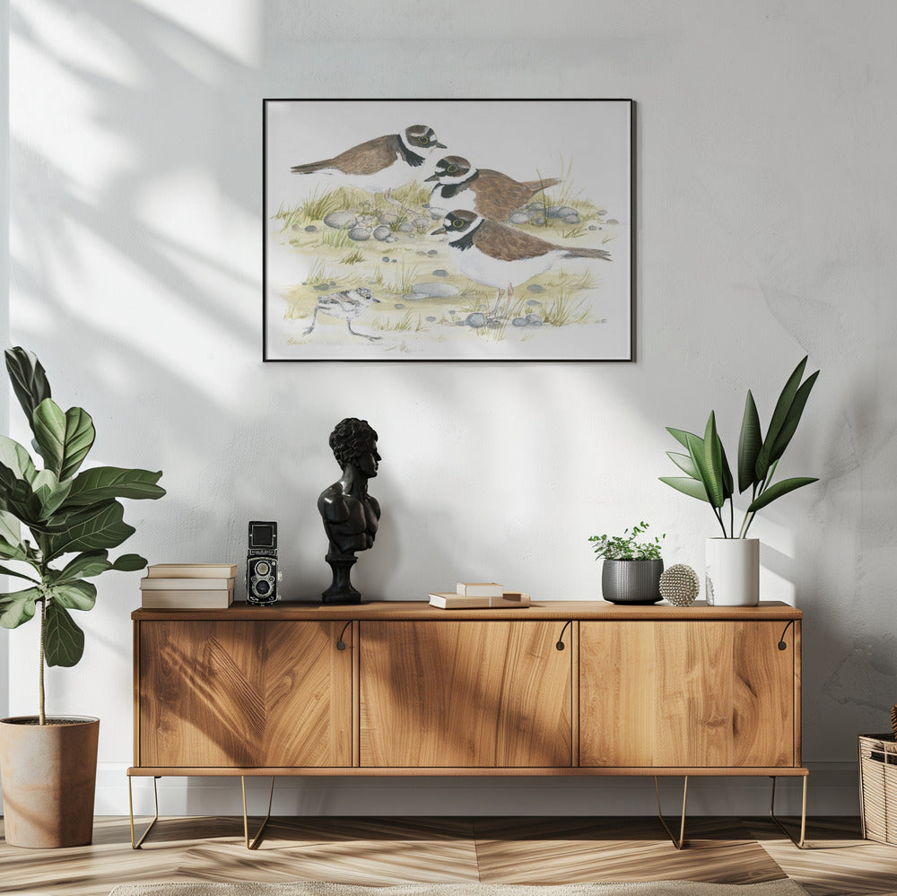 Plevieren | Poster